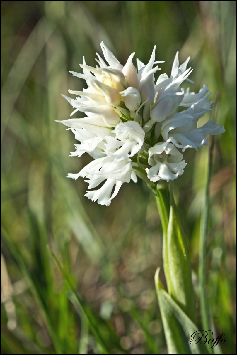 Neotinea tridentata